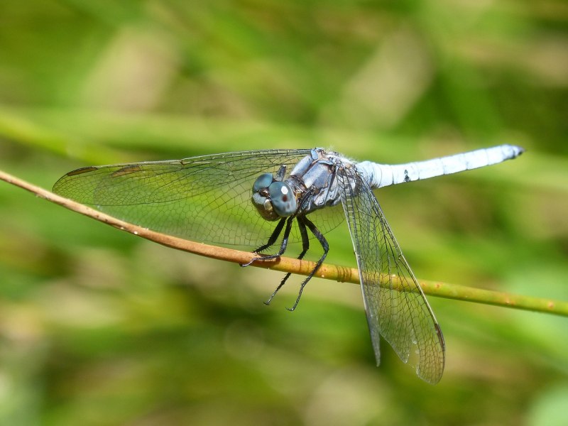 Orthetrum coerulescens