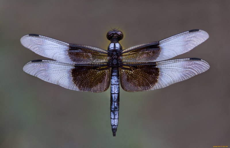 Стрекоза Neopetalia punctata