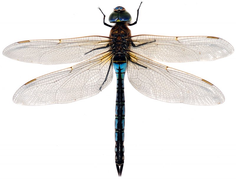 Aeshna juncea