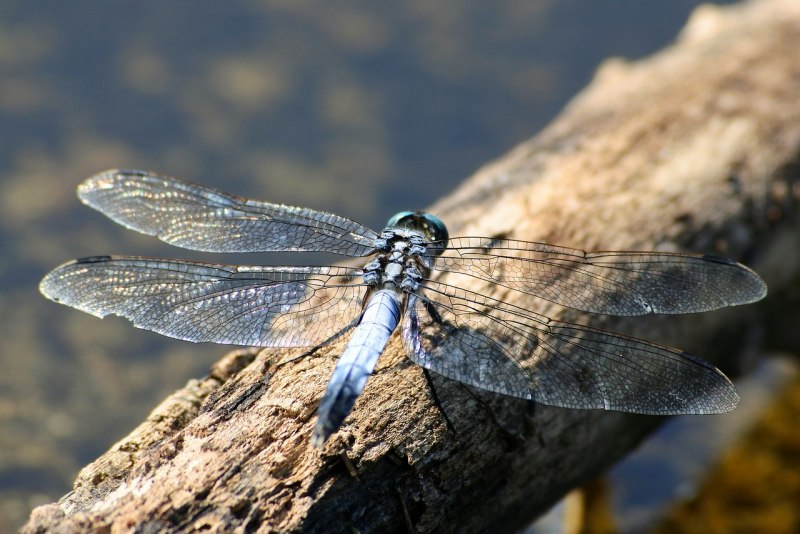Dragonfly Nikon