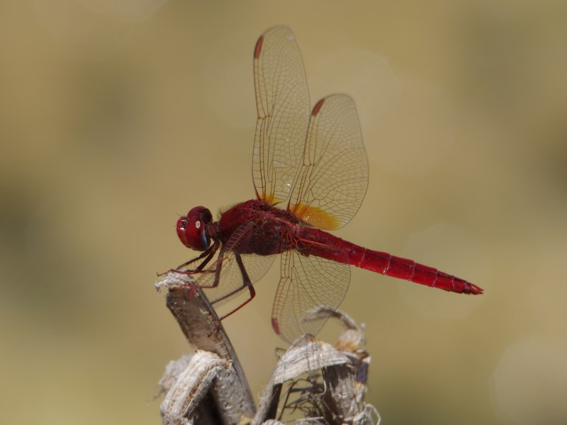 Crocothemis erythraea
