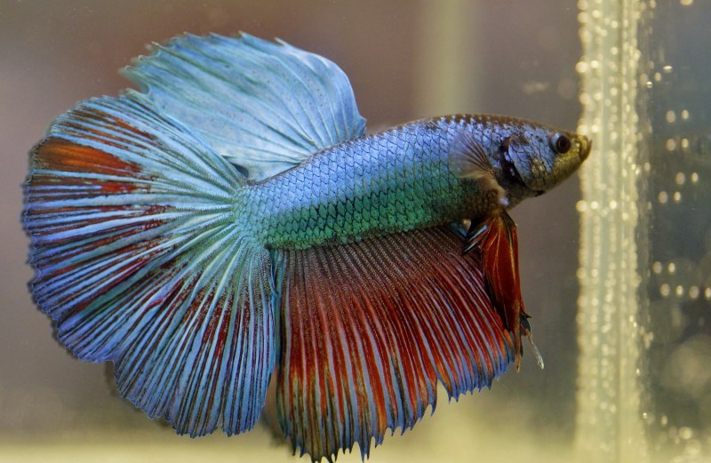 Петушок сиамский самец (Betta splendens) XL