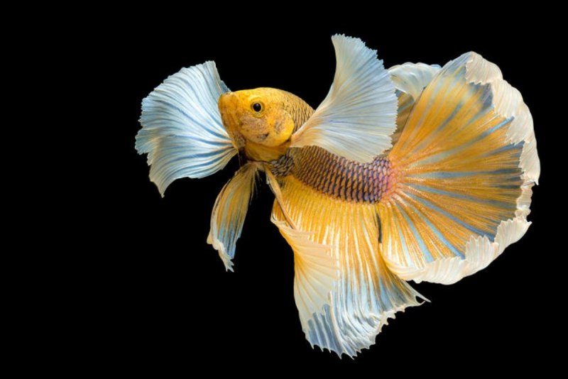 Рыбка петушок Betta splendens