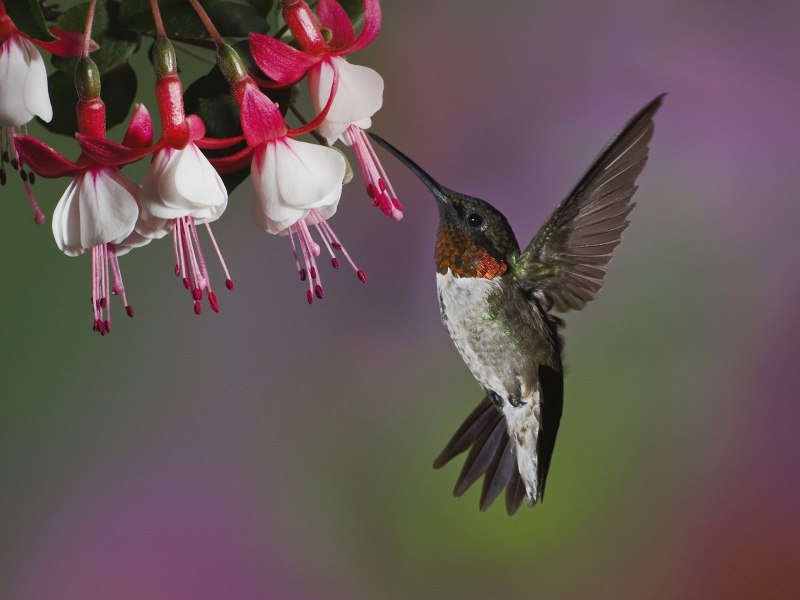 Ruby-throated Hummingbird птица