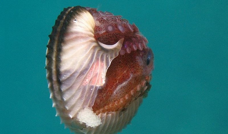 Осьминог Аргонавт