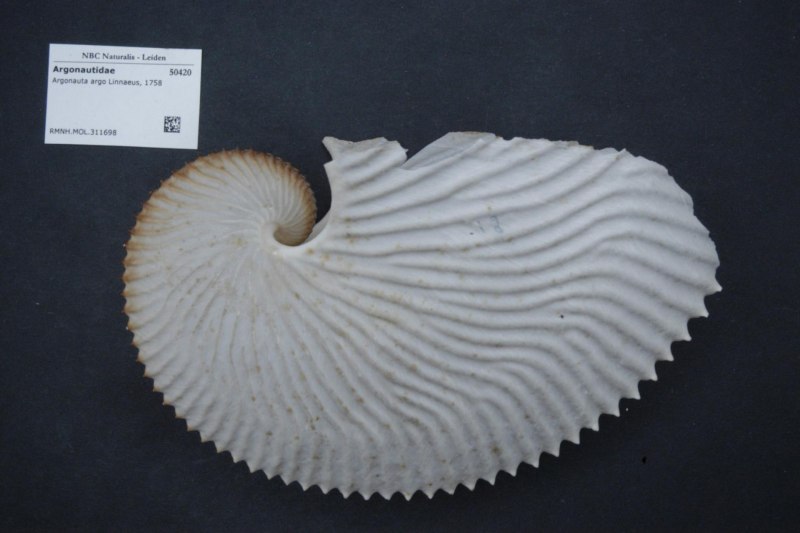 Жемчужный Наутилус