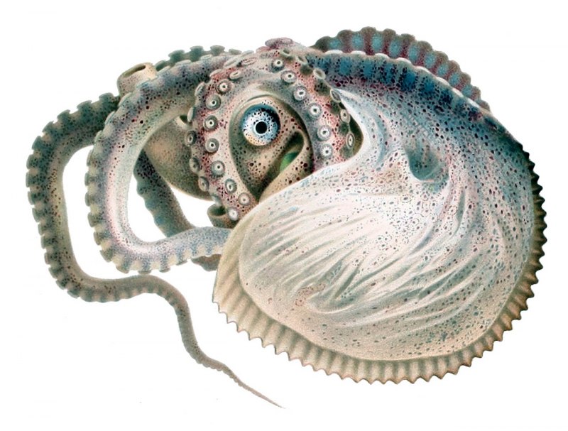 Головоногие моллюски Аргонавт