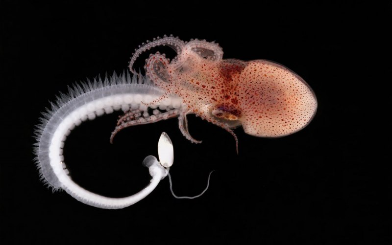 Головоногие моллюски Наутилус