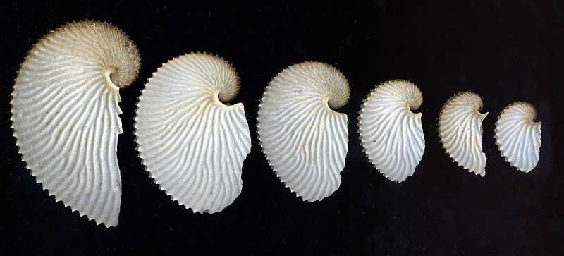 Аргонавт и Наутилус