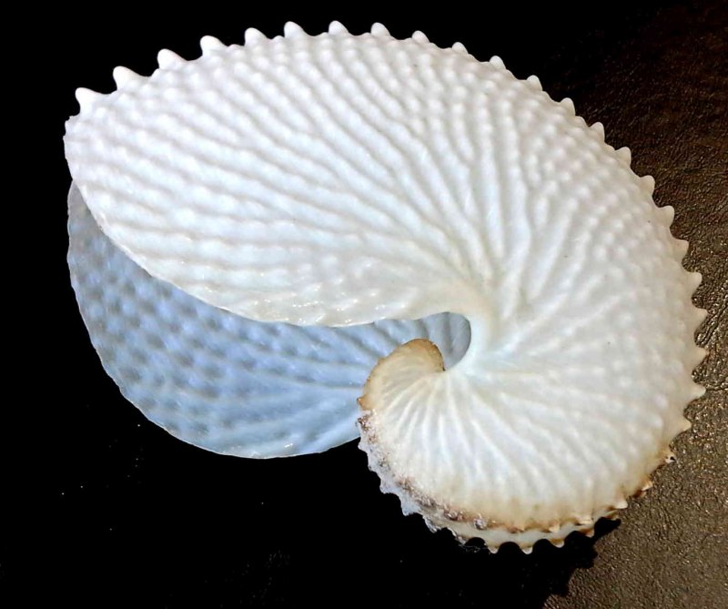 Аргонавт самка