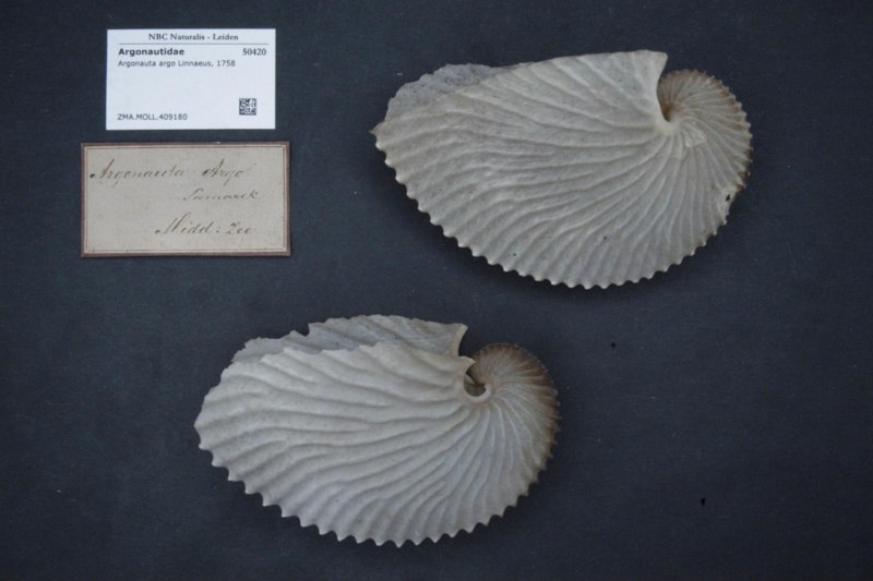 Наутилус Помпилиус моллюск раковина