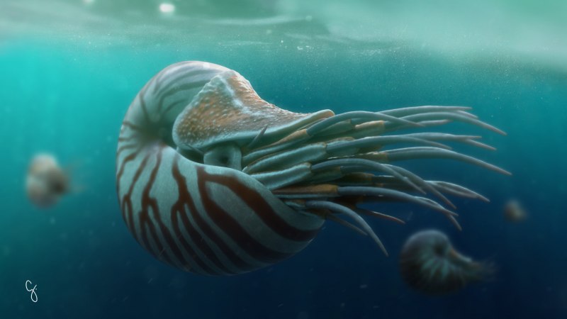 Моллюск янтина