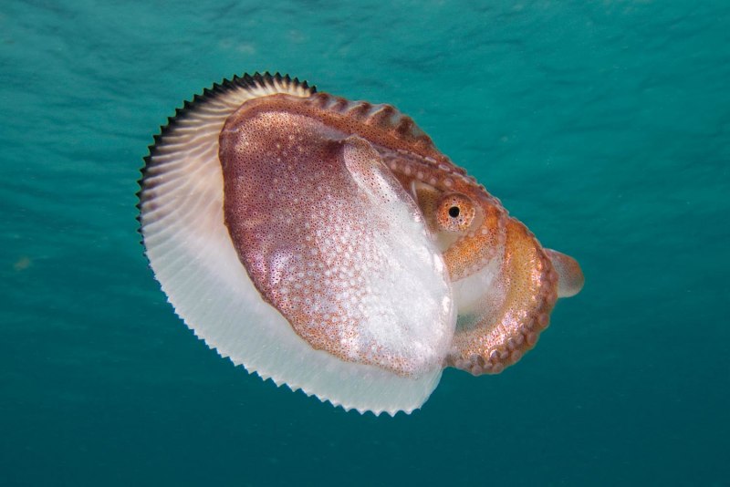 Головоногие моллюски Аргонавт