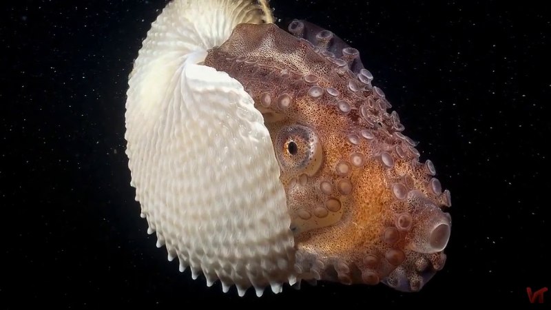 Аргонавт и Наутилус