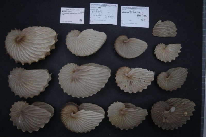 Наутилус Помпилиус моллюск