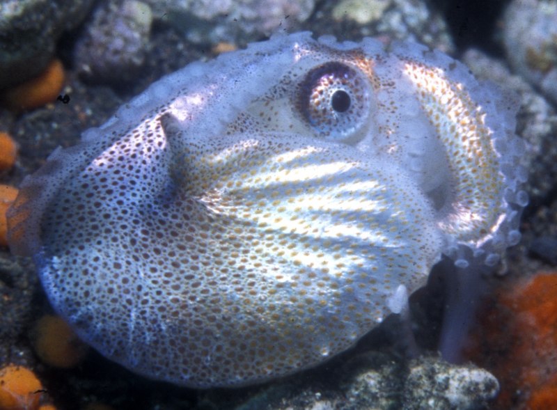 Осьминог Аргонавт