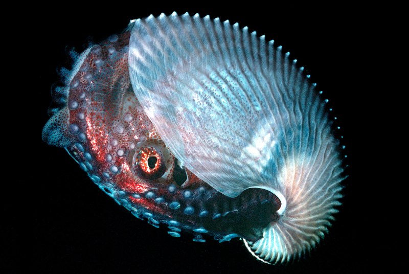 Головоногие моллюски Аргонавт