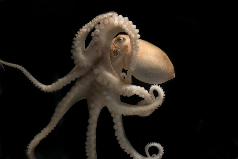 Наутилус Помпилиус моллюск