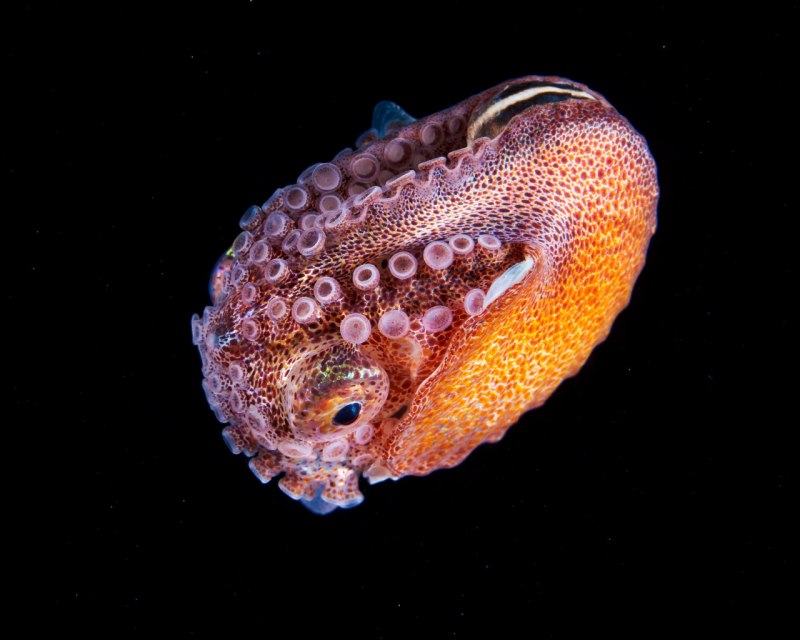 Аргонавт и Наутилус