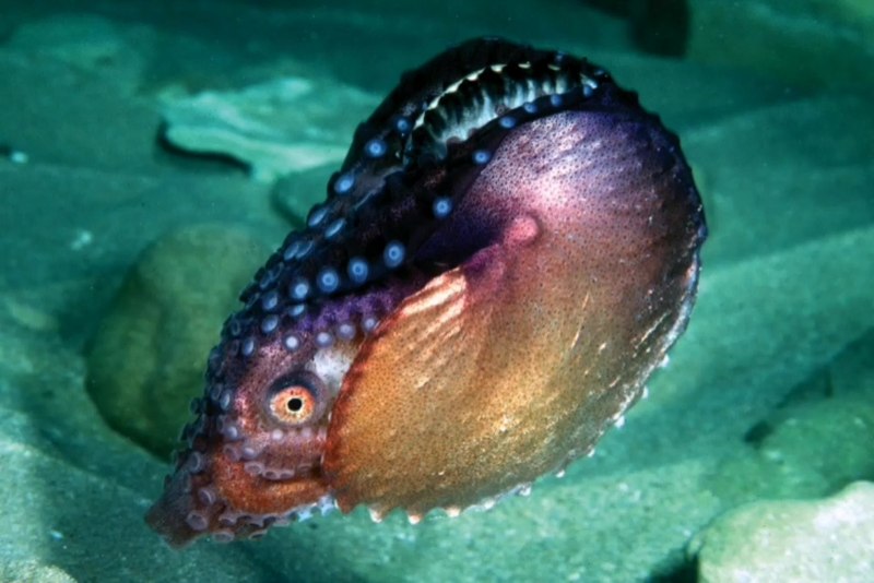 Аргонавт Ракушка