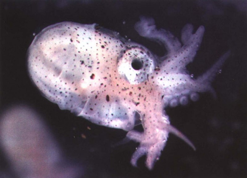 Октопус Аргонавт