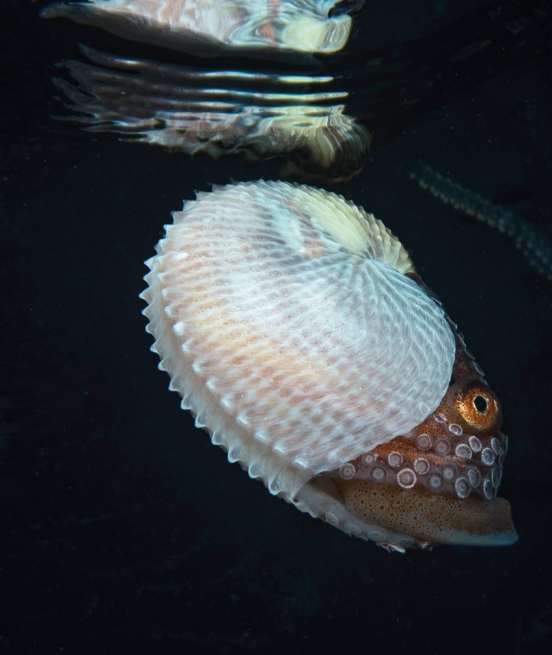 Головоногие моллюски Аргонавт