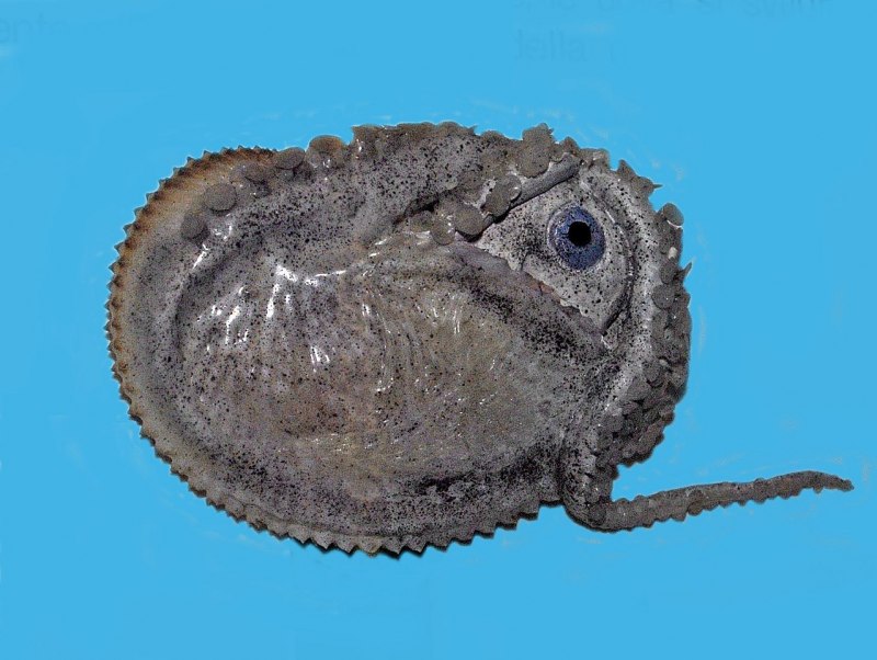 Аргонавт самец