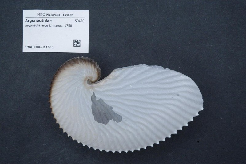 Раковина аргонавта