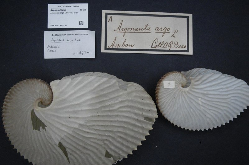 Головоногие моллюски осьминог