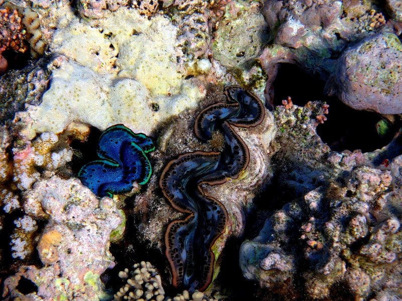 Наутилус головоногие