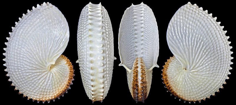 Аргонавт животное