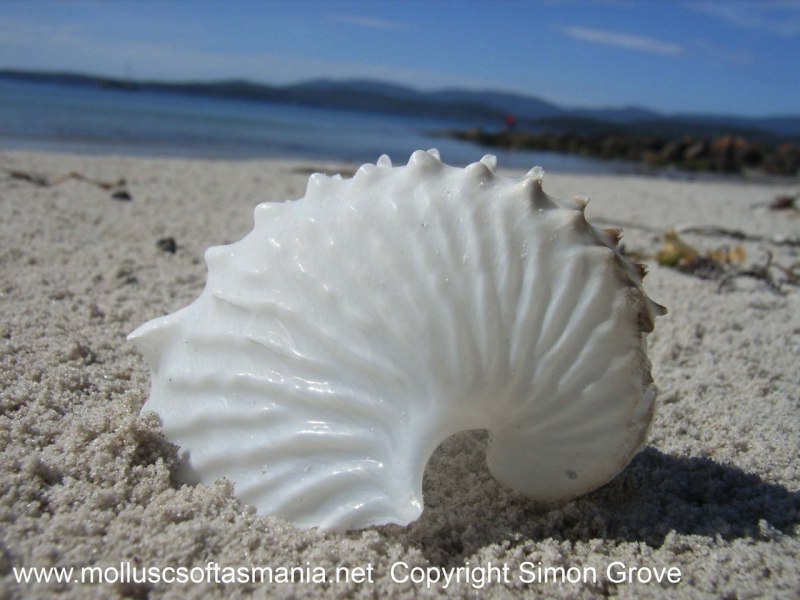 Аргонавт и Наутилус