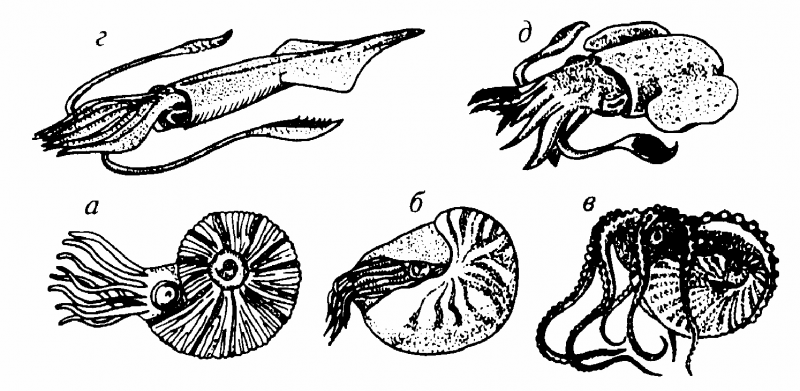 Наутилус Помпилиус моллюск