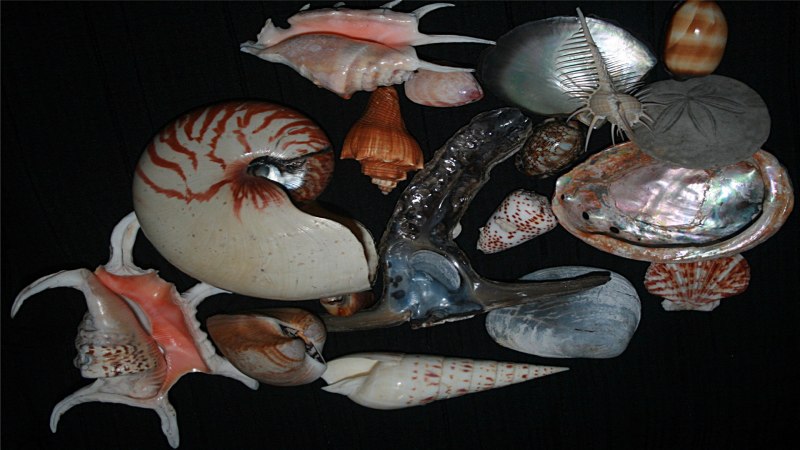 Головоногие моллюски Наутилус