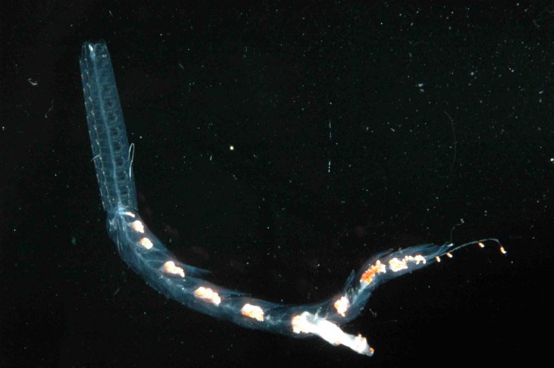 Наутилус головоногие