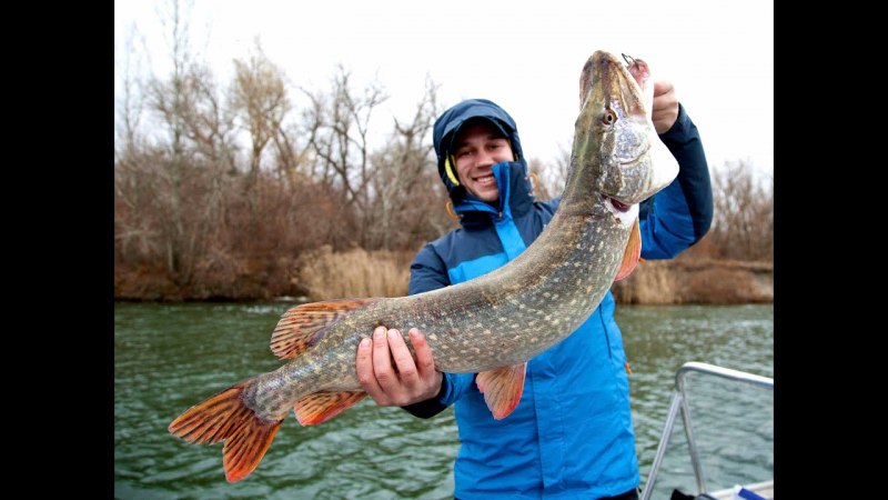 Обыкновенная щука (Esox Lucius)