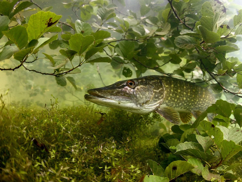 Рыба щука Esox Lucius