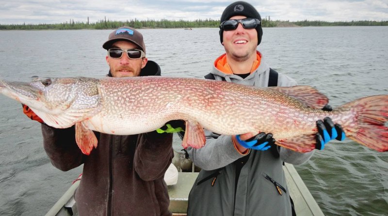 Щука Esox Lucius