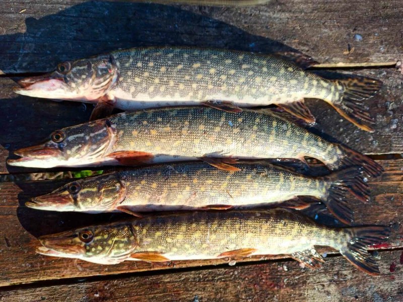 Esox kronneri