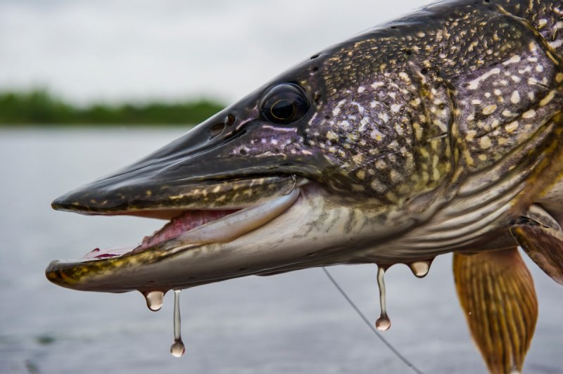 Обыкновенная щука (Esox Lucius)