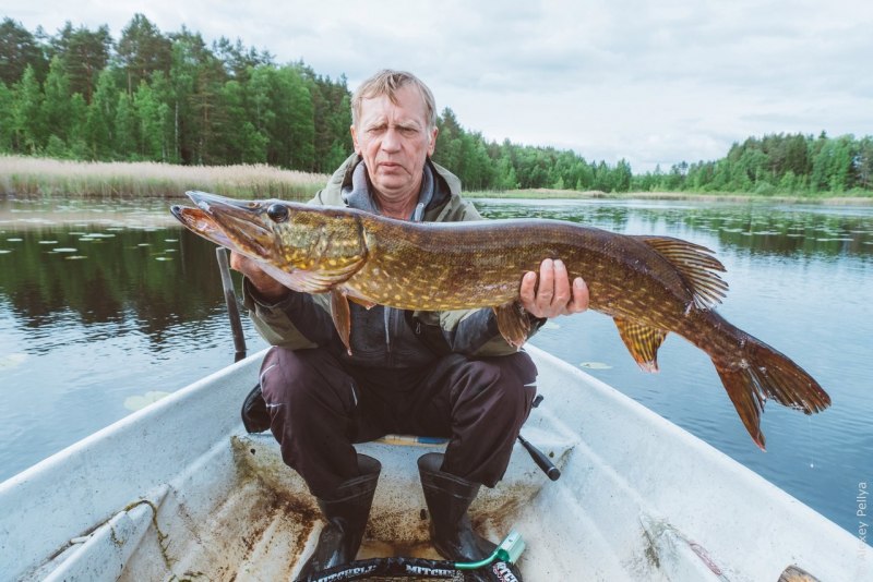 Обыкновенная щука (Esox Lucius)