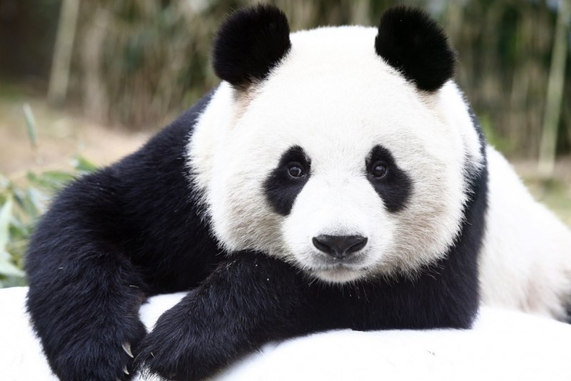 Giant Pandas