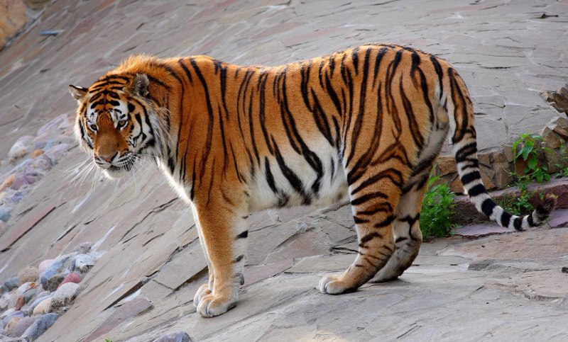 Бенгальский тигр (Panthera Tigris Tigris)