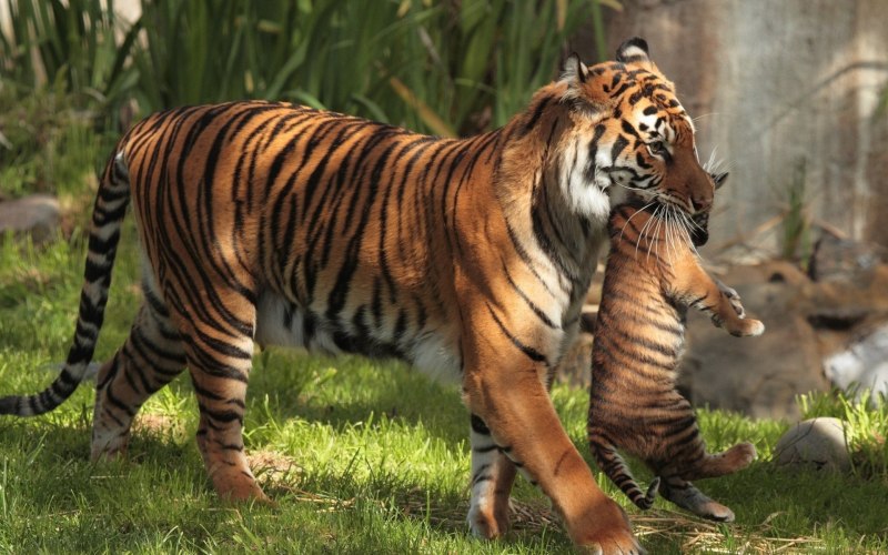 Индокитайский тигр (Panthera Tigris corbetti)