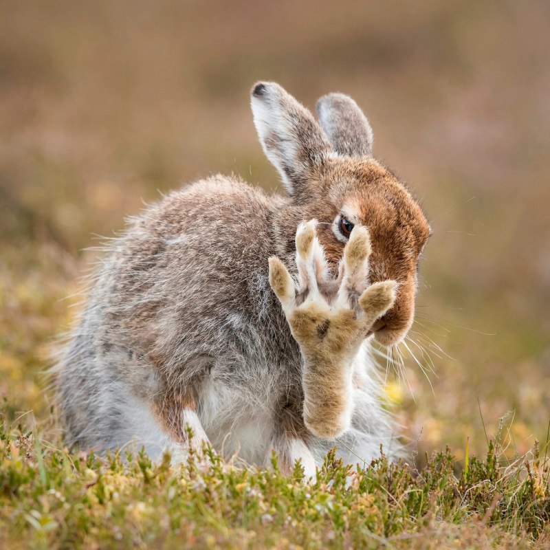 Lepus peguensis