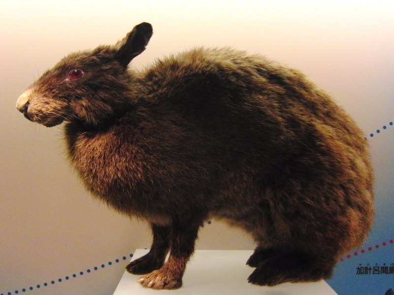 Lepus sinensis