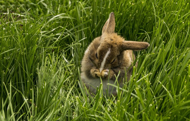 Lepus timidus