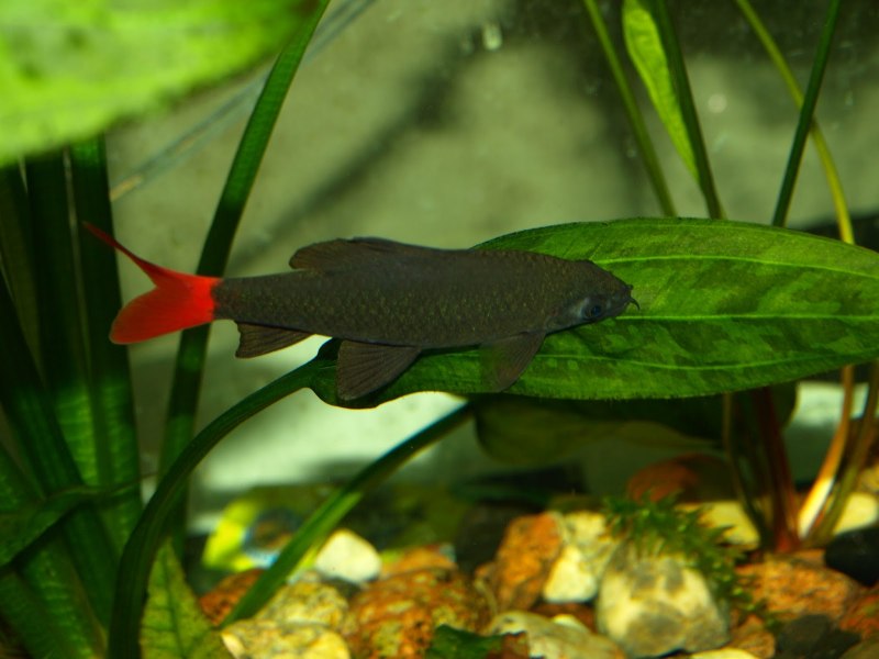 Хаплохромис Найерери Haplochromis nyererei