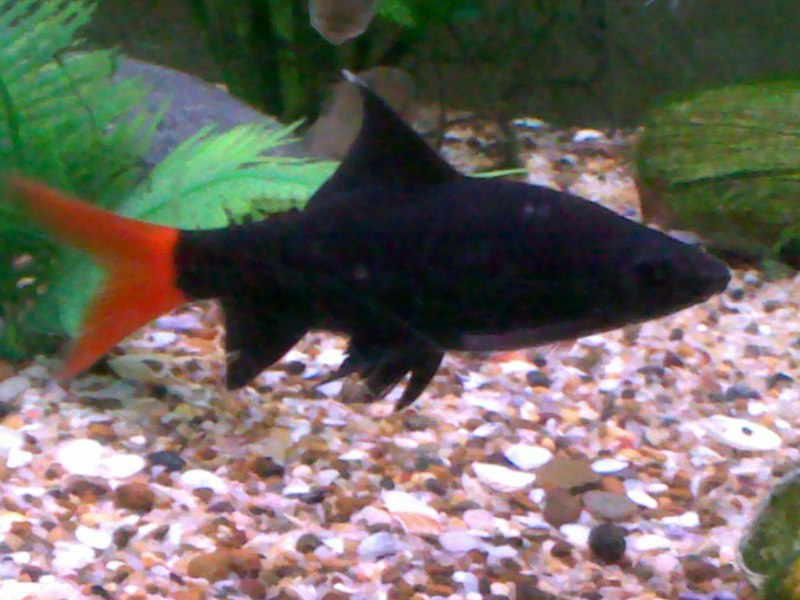 Labeo Morulis
