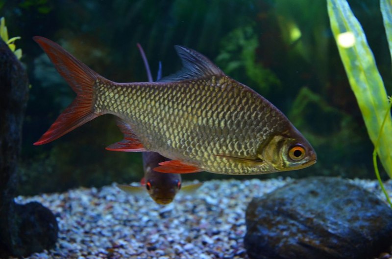 Барбус кучингский (Puntius kuchingensis)